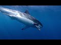 Orcas vs Great White Sharks Who Will Win?
