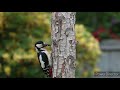Relaxing bird sound in nature with music