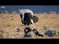 Randy ostrich looking for a mate has MOVES | The Mating Game – BBC