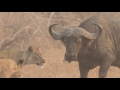 Kaingo Camp, Zambia - lions vs buffaloes