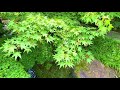 4K Japan Walk - Beautiful Japanese Garden in Nagoya (Tokugawaen) | Koi Fish | Nagoya Summer 2021