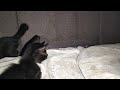 These 3 Kittens Play Hyperactively