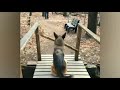FUNNIST VIDEO CATS & DOGS 2024 🐱🐶 funny Animals videos 😂 best funniest cats and dogs