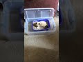 Angel The kitten playing clean litter box