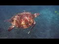 [NEW] 3HRS Stunning 4K Underwater Wonders - Relaxing Music | Coral Reefs, Fish & Colorful Sea Life