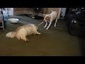 Pit Bull vs. Pomeranian