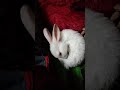 Cute rabbit playing with itself
