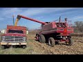 Harvest 2023 with a IH 1460 Combine.mp4