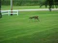 Sandhill cranes eating Grubs