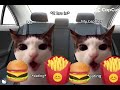 Cat video!!