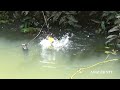 Gila...! Spot yang di tutupi tumbuhan air tempat ikan betok monster mengintai umpanku