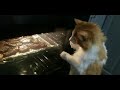 Cat staring at the broiling steaks