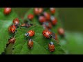 The California Ladybug Migration: a nature short