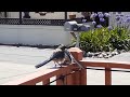 Scrub jay feeding junior