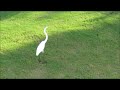 GREAT WHITE EGRET