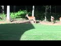 Deer with Fawn in backyard