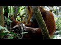 Wild Orangutans Learn to Wash with Soap