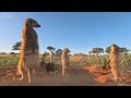 4K African Animals: Ruaha National Park - Relaxing Music With Video About African Wildlife