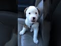 Funny Little Puppy Gets Angry at His Own Hiccups