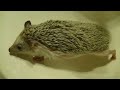 How to clean a Hedgehog!