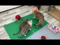 You Laugh You Lose 🤣 Funniest Dogs and Cats 2024 😹🐶 Part 3