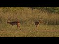 Cheetah hunting Gazelle in Amoboseli National park