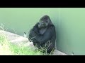 Female gorilla is angry at Silverback. Cause unknown.｜Shabani Group