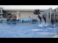 Dophin show at Nagoya Aquarium