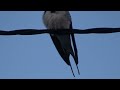Barn Swallow ( Hirundo rustica ) Spring 2024