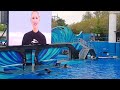 Orca Show at Sea World Orlando