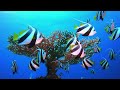 The Stunning And Colorful Sea Creatures 4K (ULTRA HD) - Incredible Underwater World