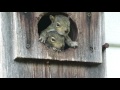 Baby Squirrels Calling Missing Mom -  A Documentary