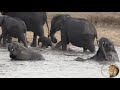 Is This Newborn Baby Elephant Going To Drown? Watch What Happens