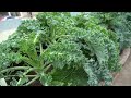 Growing Super Nutritious Kale In Plastic Containers Is Simple And High Yield