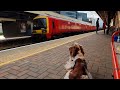 Dog watches train passing