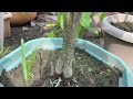 6 Multiple Grafting On One Mango Tree With - 100%Success || How To Grow Mango Tree From Cutting