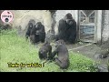 Gorilla sisters quarrel for food at the door|Tayari,Iriki,D’jeeco金剛猩猩Iriki,Tayari門前餵食爭執