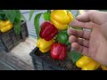 SHOCKING Way to Grow Bell Peppers Will Blow Your Mind