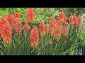 Kniphofia Poco Sunset (Torch Lily) // Spectacular, Compact Perennial With Zesty, Vibrant Color 👍👏😉🦋✅