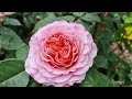 Beautiful modern roses. Part 1. Hystad rose garden 2022.