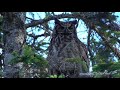 5 Fun & Interesting Facts About Great Horned Owls
