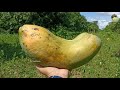 Seeds to Harvest / How to grow papaya from seeds / Easy to get more fruits for beginner by NY SOKHOM