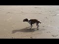 Welsh Springer Spaniel at the beach