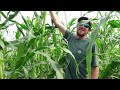 Regenerative Farm in the High Desert growing trees and cows