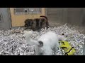 Cute Puppy Fight