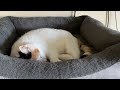 Sleepy Calico Cat September 12, 2024