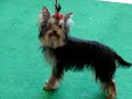 MOV00786.MPG Yorkshire Terrier Eburacum Lothario