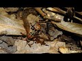 Pachycondyla harpax fighting with Tetramorium bicarinatum for prey