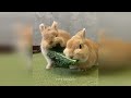 Cute Baby Animals Videos Compilation | Funny and Cute Moment of the Animals #8