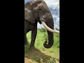 Hilarious Elephant Pulls Prank on #WorldElephantDay!